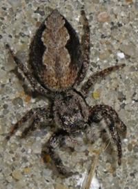 Familiar Jumper